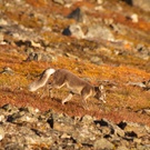 Polarfuchs im Sommer