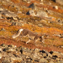 Polarfuchs im Sommer