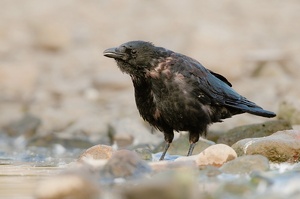 Rabenkrähe ( corvus corone )