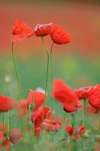 Klatschmohn!
