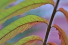 ~ Essigbaum ~