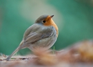 Rotkehlchen (Erithacus rubecula)