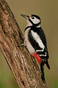 Buntspecht (Dendrocopos major)