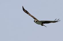 osprey