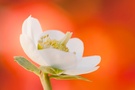 Christrose