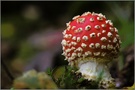 Fliegenpilz (Amanita muscaria) KD