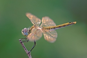 Erinnerungen an den letzten Sommer