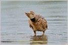 Stockente (Anas platyrhynchos)