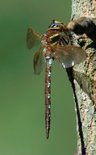 Braune Mosaikjungfer (ND)