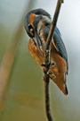 Eisvogel ND
