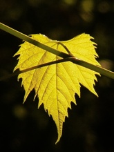 Blatt im Sonnenlicht