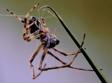 Arachnida ND