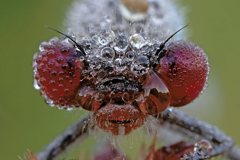 Himbeeren