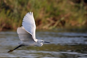 ND: Seidenreiher