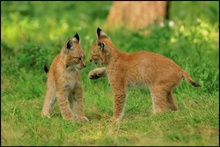 Luchs (Lynx lynx)