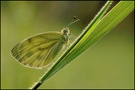 Grünaderweißling (Pieris napi)