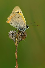 Lycaena phlaeas [ND]