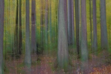 Wischwald