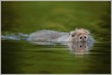 Nutria (Myocastor coypus)