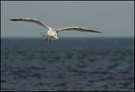 Silbermöwe (Larus argentatus)