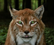 Luchs - Kater