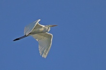 Silberreiher im Flug