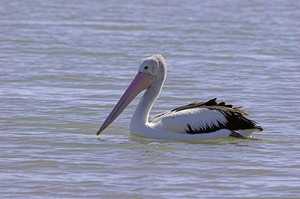 Australian Pelican ND