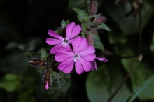 Zart Rosa