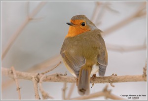 Rotkehlchen (Erithacus rubecula)