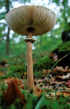 Parasolpilz