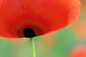 Mohn