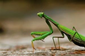 Mantis religiosa [ND]