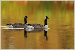 Kanadagans (Branta canadensis)