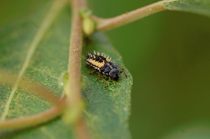 Marienkäfer Larve ND