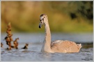 Höckerschwan (Cygnus olor)