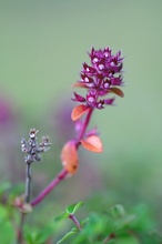 Wilder Thymian (Thymus serpyllum) ND