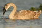 Junger Höckerschwan ( Cygnus olor)