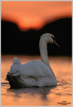 "Gute Nacht" Höckerschwan (Cygnus olor)