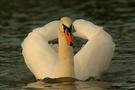 Höckerschwan (Cygnus olor)