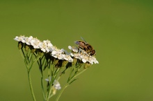 schwebefliege ND