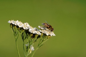 schwebefliege ND