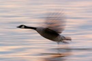 Kanadagans ( Branta canadensis)