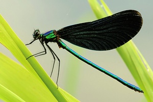 Die Schöne - Mädchen (Calopteryx virgo)