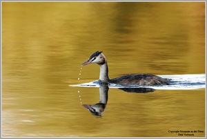 Haubentaucher (Podiceps cristatus)