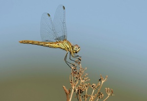 Frühe Heidelibelle - ND