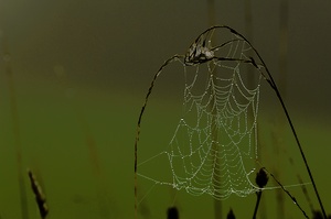 architektur filigran [ND]