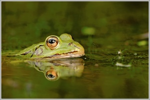 Wasserfrosch (Rana esculenta)