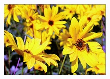 HELIANTHUS