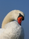 Höckerschwan (Cygnus olor )