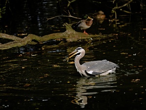 Fischen mit Zuschauern